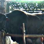 Sapi Limosin 1,1 Ton dari Blora Dilirik Jadi Kurban Presiden