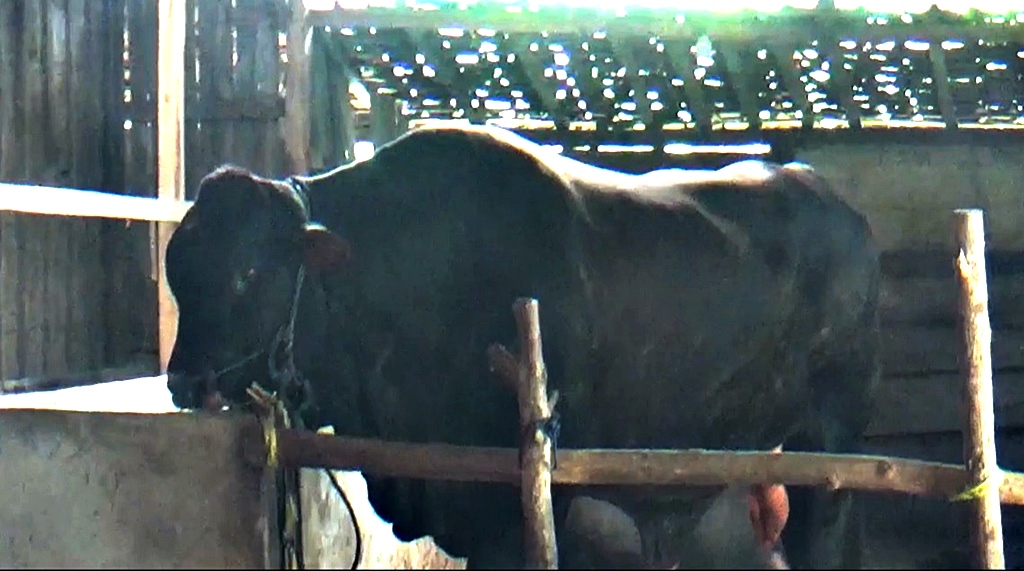 Sapi Limosin 1,1 Ton dari Blora Dilirik Jadi Kurban Presiden